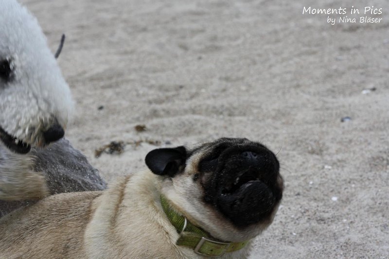 2010-06-26 Arc-en-ciel Arlequin (42).jpg